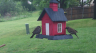 /Birds//Thumbs//found20250419-080946.png 