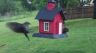 /Birds//Thumbs//found20250419-091326.png 