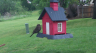 /Birds//Thumbs//found20250419-093517.png 
