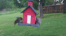 /Birds//Thumbs//found20250419-174244.png 