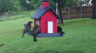 /Birds//Thumbs//found20250420-073446.png 