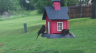 /Birds//Thumbs//found20250420-091521.png 