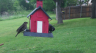 /Birds//Thumbs//found20250420-100431.png 
