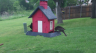 /Birds//Thumbs//found20250420-100445.png 