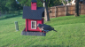 /Birds//Thumbs//found20250425-192150.png 