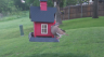 /Birds//Thumbs//found20250426-070242.png 