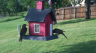 /Birds//Thumbs//found20250426-181442.png 