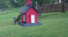 /Birds//Thumbs//found20250427-120911.png 