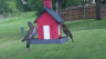 /Birds//Thumbs//found20250427-130655.png 