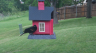 /Birds//Thumbs//found20250427-152914.png 