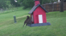 /Birds//Thumbs//found20250428-072527.png 