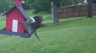 /Birds//Thumbs//found20250428-073915.png 