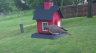 /Birds//Thumbs//found20250428-074425.png 