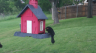 /Birds//Thumbs//found20250428-163940.png 