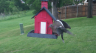 /Birds//Thumbs//found20250428-175207.png 