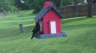 /Birds//Thumbs//found20250429-102427.png 