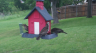 /Birds//Thumbs//found20250429-110149.png 