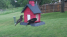 /Birds//Thumbs//found20250429-134323.png 