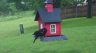 /Birds//Thumbs//found20250430-125148.png 