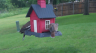 /Birds//Thumbs//found20250502-080518.png 