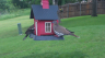 /Birds//Thumbs//found20250502-080548.png 