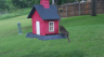 /Birds//Thumbs//found20250502-081204.png 