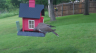 /Birds//Thumbs//found20250502-081454.png 