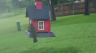 /Birds//Thumbs//found20250502-121242.png 