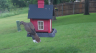 /Birds//Thumbs//found20250502-173802.png 