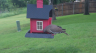 /Birds//Thumbs//found20250502-174023.png 