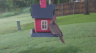 /Birds//Thumbs//found20250503-071328.png 