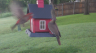 /Birds//Thumbs//found20250503-071331.png 