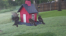 /Birds//Thumbs//found20250504-070142.png 
