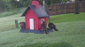 /Birds//Thumbs//found20250504-070153.png 