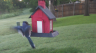 /Birds//Thumbs//found20250504-071423.png 