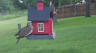 /Birds//Thumbs//found20250505-073512.png 