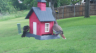 /Birds//Thumbs//found20250505-095811.png 