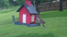 /Birds//Thumbs//found20250506-100140.png 