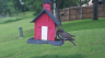 /Birds//Thumbs//found20250508-180212.png 