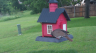 /Birds//Thumbs//found20250508-184315.png 