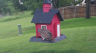 /Birds//Thumbs//found20250509-135735.png 