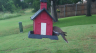 /Birds//Thumbs//found20250526-161150.png 