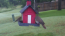 /Birds//Thumbs//found20250527-064952.png 