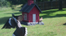 /Birds//Thumbs//found20250527-103942.png 