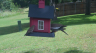 /Birds//Thumbs//found20250527-113323.png 