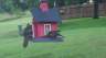 /Birds//Thumbs//found20250610-141640.png 