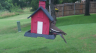 /Birds//Thumbs//found20250611-113955.png 