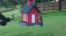 /Birds//Thumbs//found20250611-183722.png 