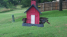 /Birds//Thumbs//found20250611-184350.png 