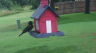 /Birds//Thumbs//found20250612-092055.png 